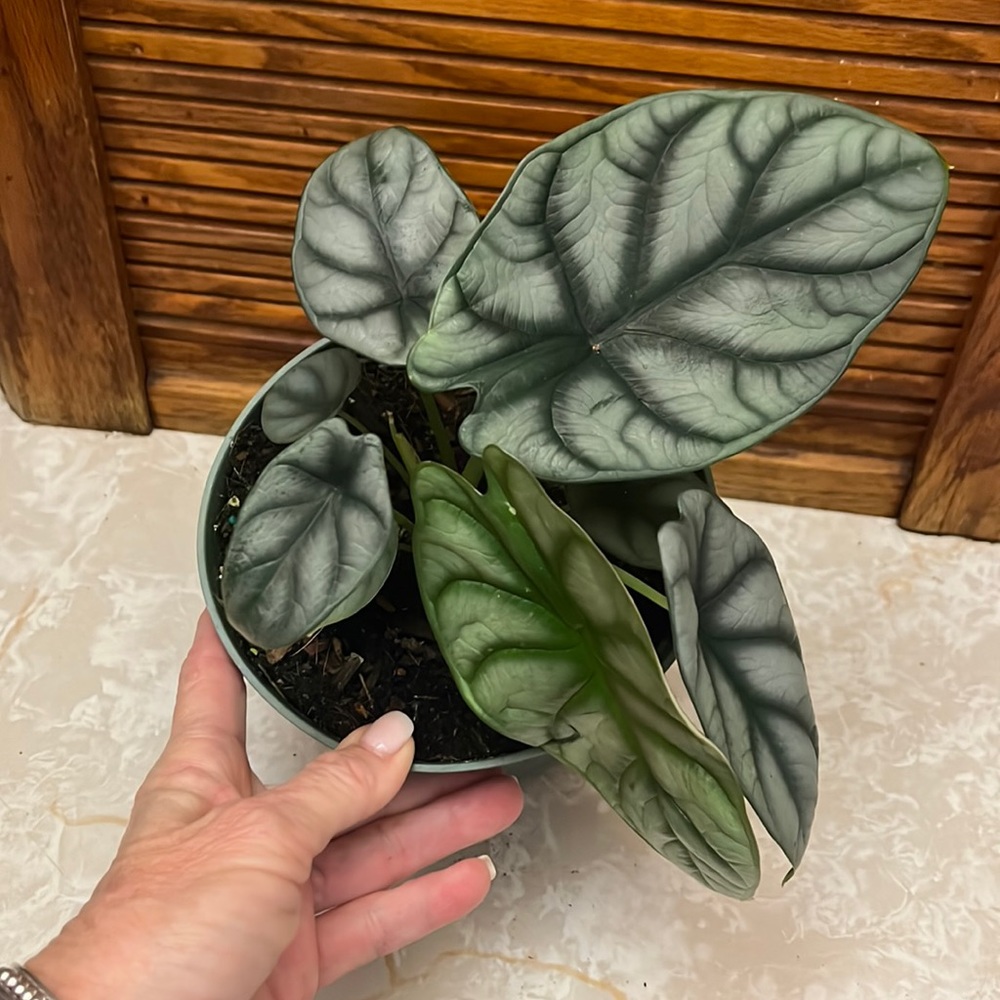 Alocasia maharani aka  #GreyDragon💚🐉🪴heating pad required, areas under 58°